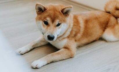 dogecoin-slumps-3-bitcoin-steady-around-85k-as-traders-fear-us-recession-bg2dWWEK.jpg